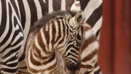 zebra1 mládě zebry bezhřívé foto Marta Doležalová